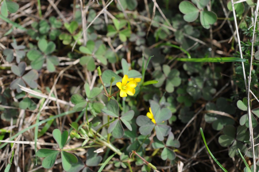 Oxalis corniculata / Acetosella dei campi